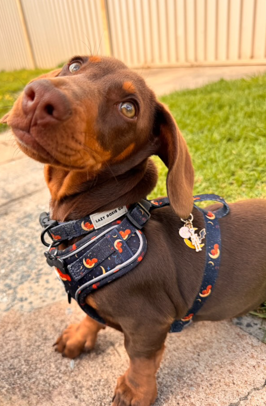 Dachshund wearing a harness with a colorful pattern on a grassy background