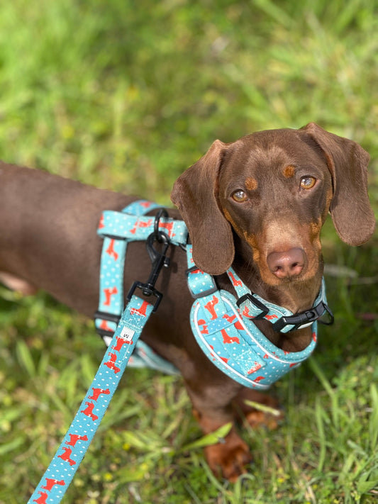 Leash - Tuxie Doxie - Lazy Doxie Co