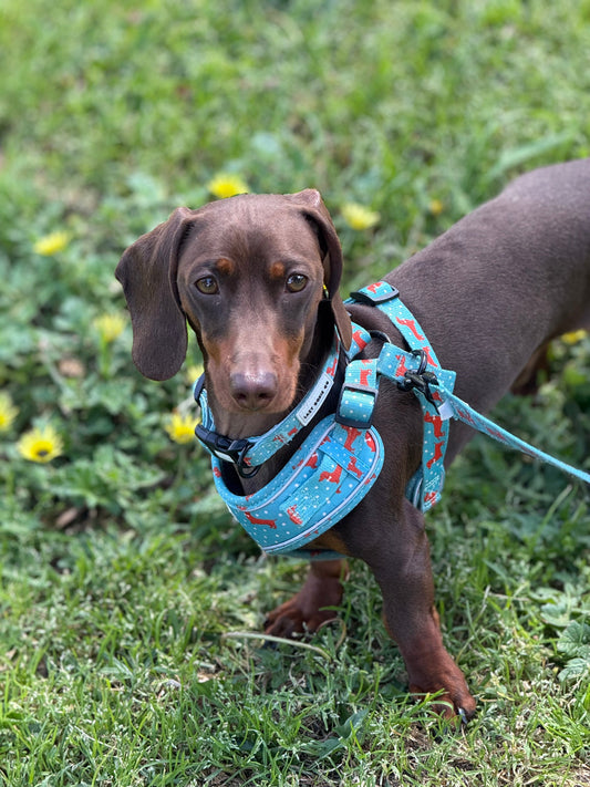 Snag + Go Bundle - Tuxie Doxie