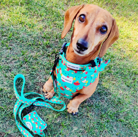 Collar - Saucy Snags - Lazy Doxie Co
