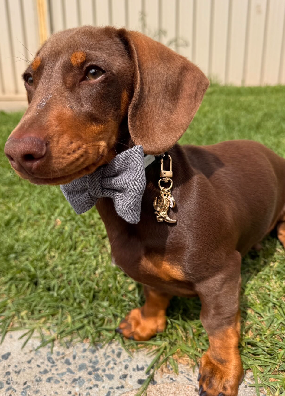 Dachshund wearing a gray bow tie and dog tag on grass