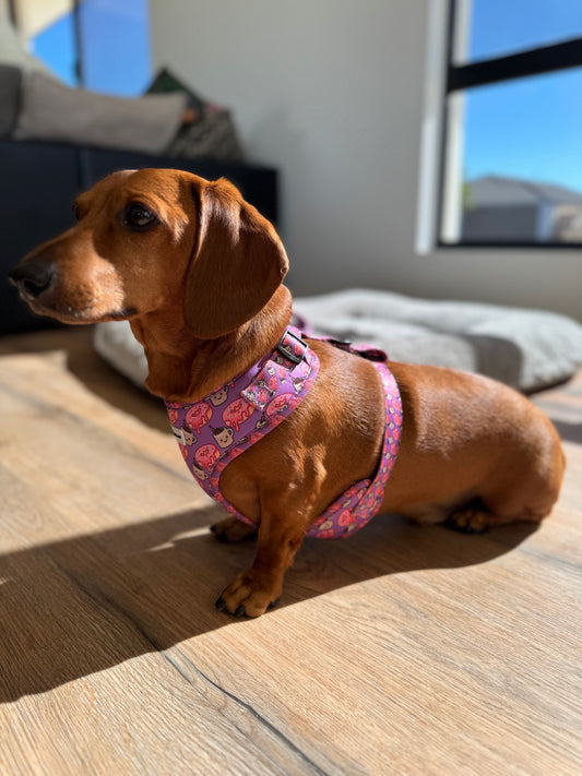 Why Dachshunds Need Special Harnesses