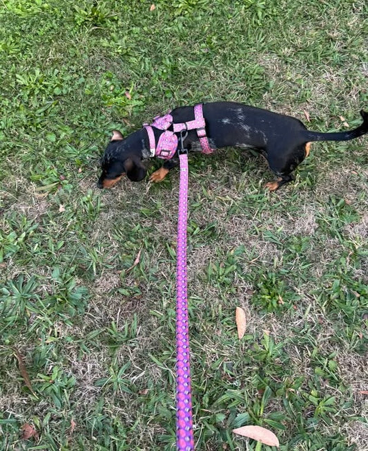 Snagbassador Spotlight: Shelby, Chevy + Mini! - Lazy Doxie Co