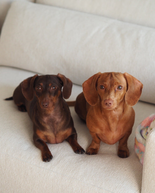Snagbassador Spotlight: Remi & Myla from Dallas, TX 🇺🇸 - Lazy Doxie Co