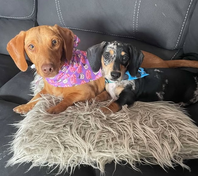 Snagbassador Spotlight: Roxy + Gary – Double the Dashie, Double the Fun