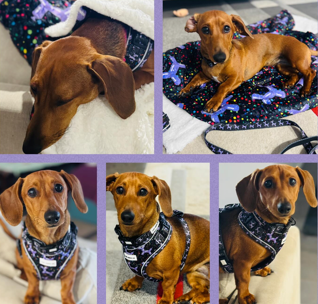 🐾 Snagbassador Spotlight: Dora – The Zoomie Queen - Lazy Doxie Co