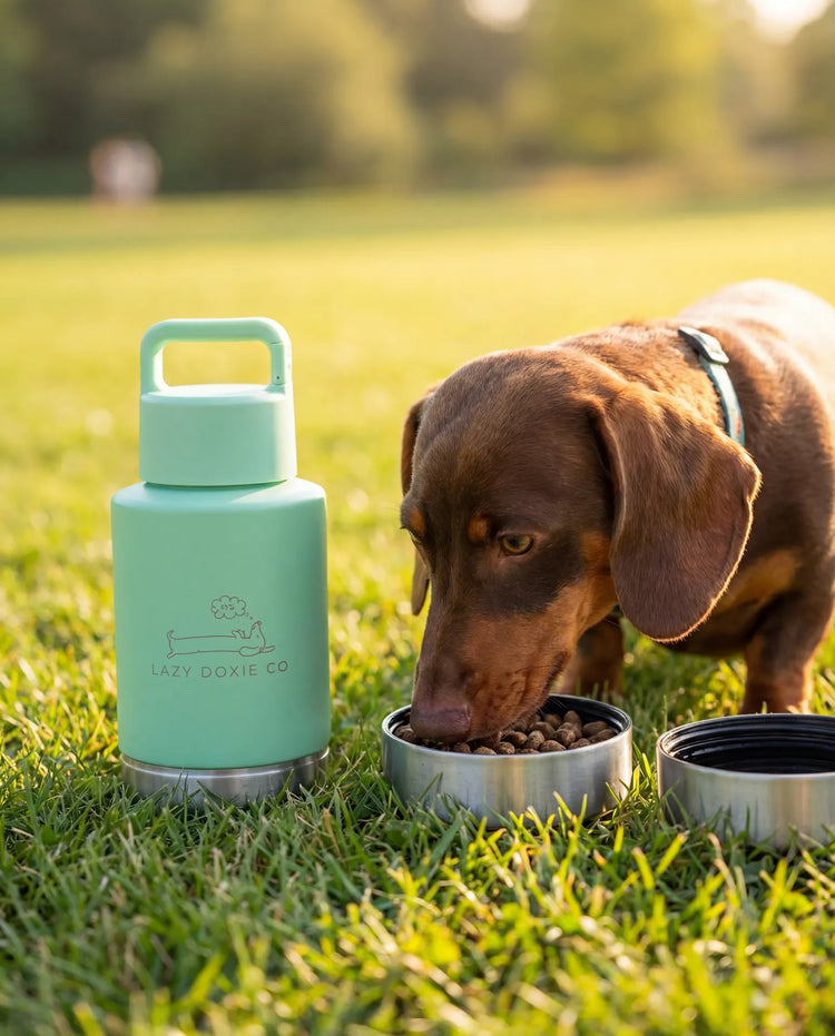 1ltr Water Bottles with Dual Bowls - Lazy Doxie Co
