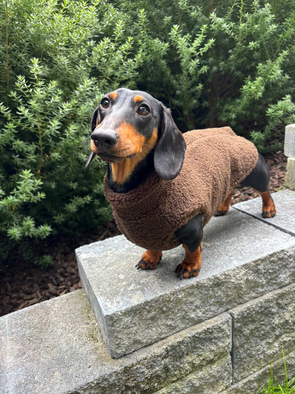 Teddy Fleece Doxie Coat - Lazy Doxie Co