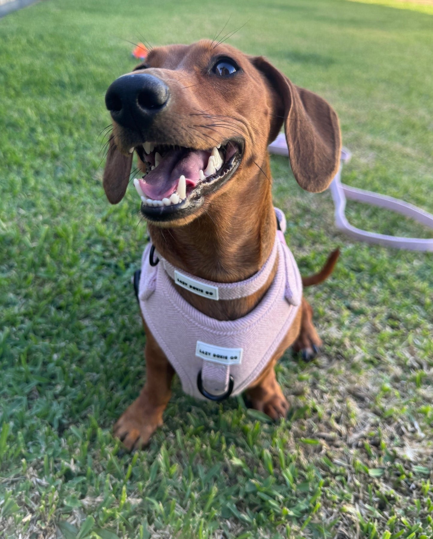 Dachshund Harness - Lazy Doxie Co