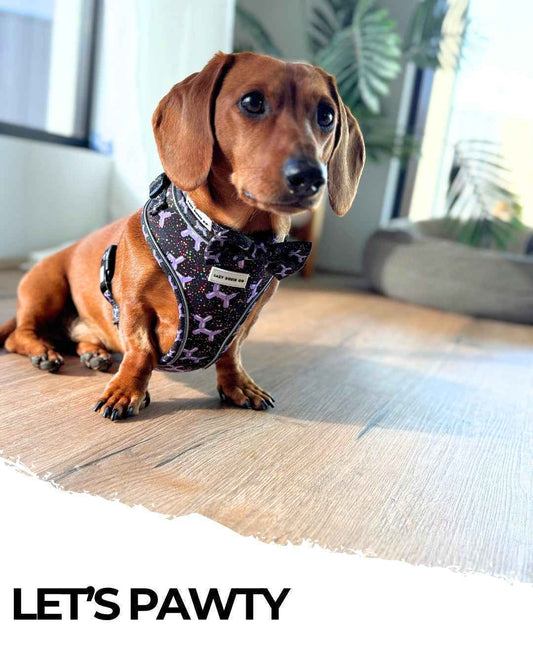 Lazy Luxe Bundle - Let's Pawty