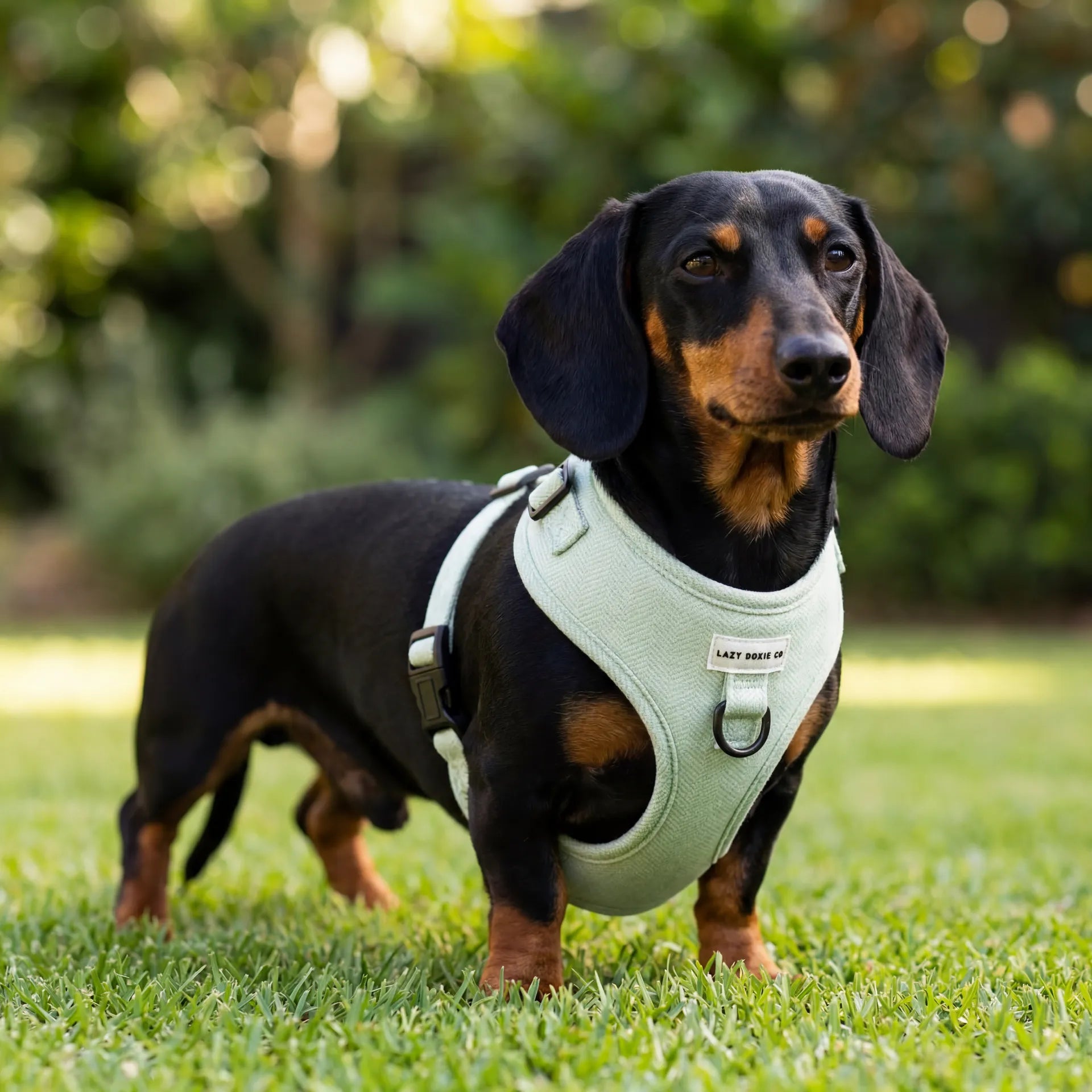Dachshund Harness - Lazy Doxie Co