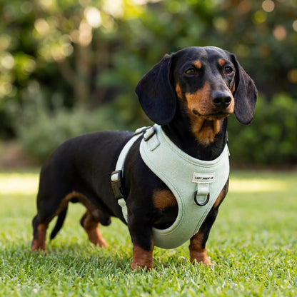 Dachshund Harness - Lazy Doxie Co