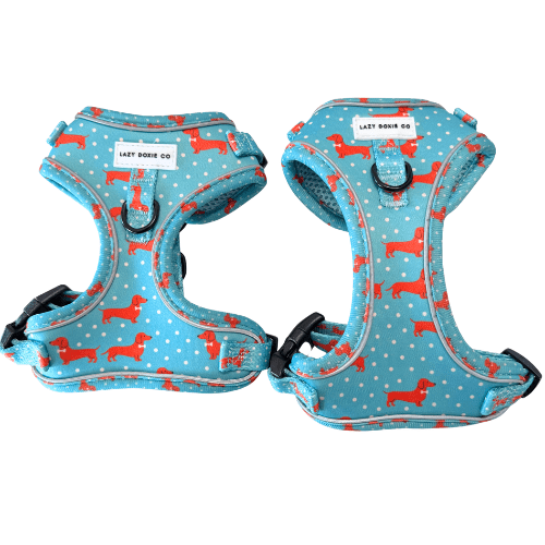 Dachshund Harness - 'Puppy Starter Harness Pack' - Lazy Doxie Co