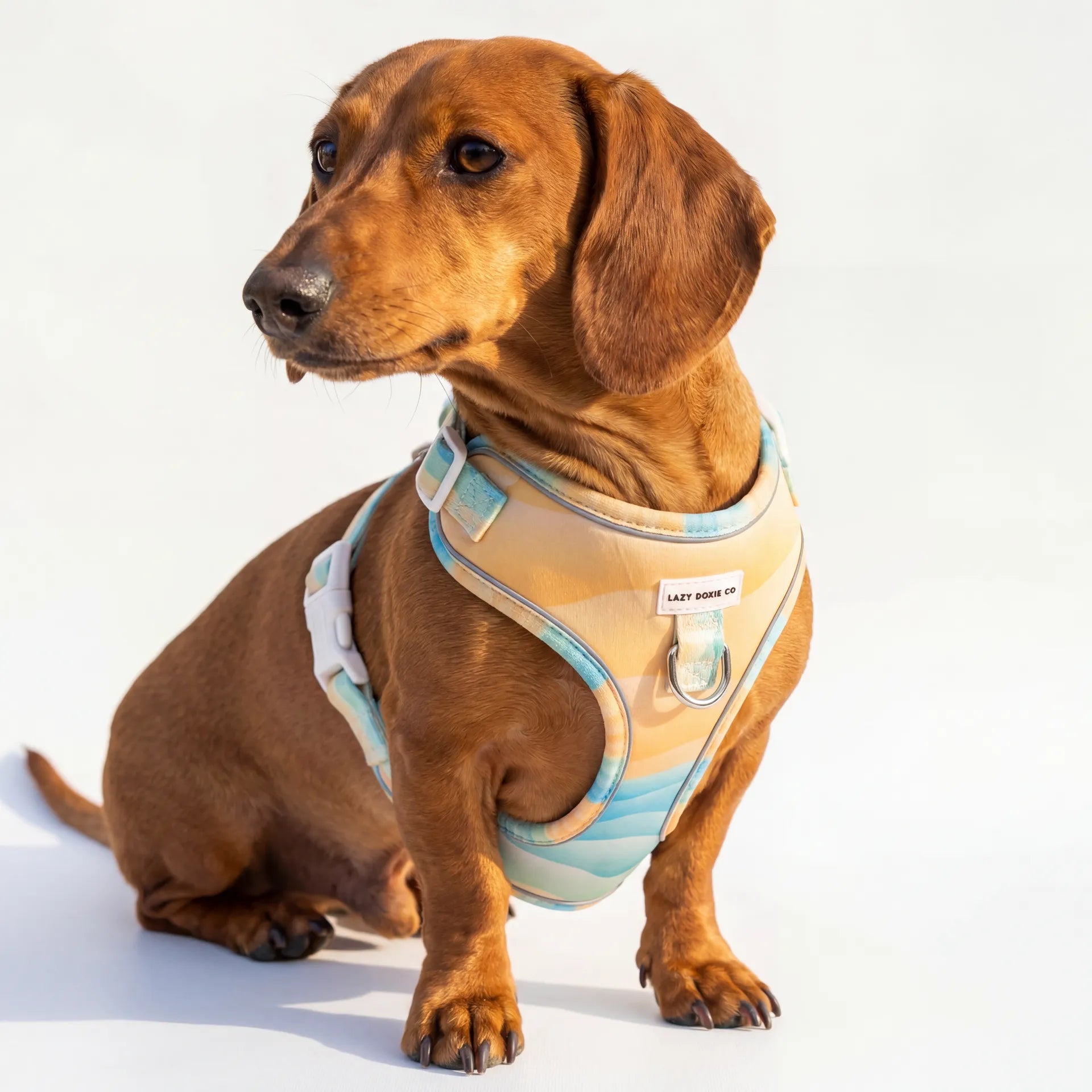 Dachshund Harness - Lazy Doxie Co