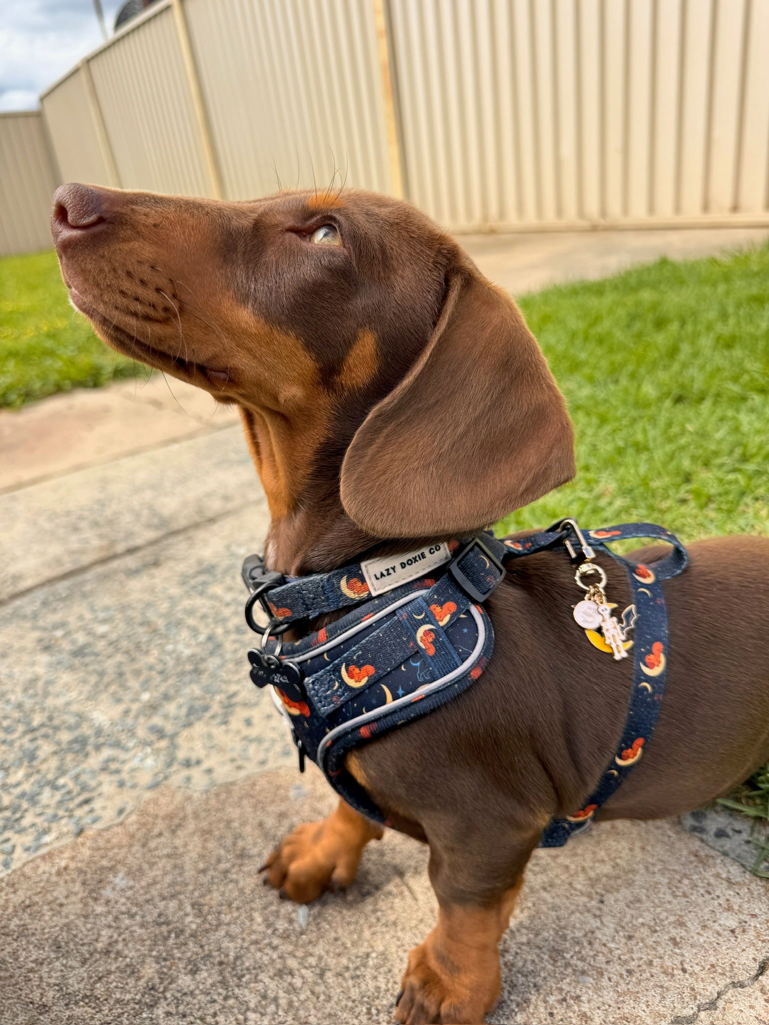 Dachshund Harness - Lazy Doxie Co
