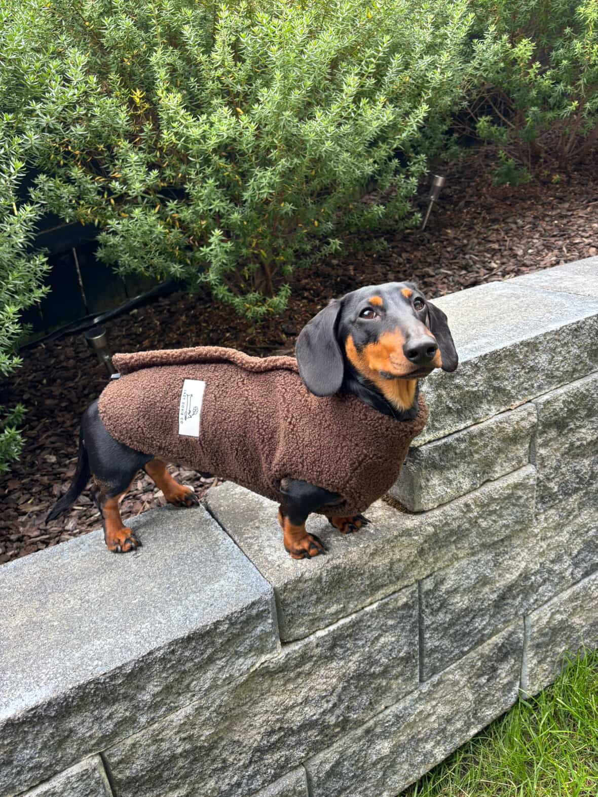 Teddy Fleece Doxie Coat - Lazy Doxie Co