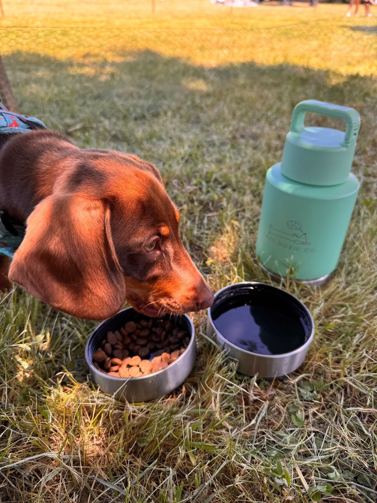 Multifunction Water Bottle - 'Evergreen Pup'