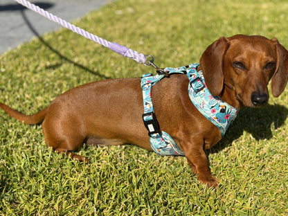 Dachshund Harness - Lazy Doxie Co
