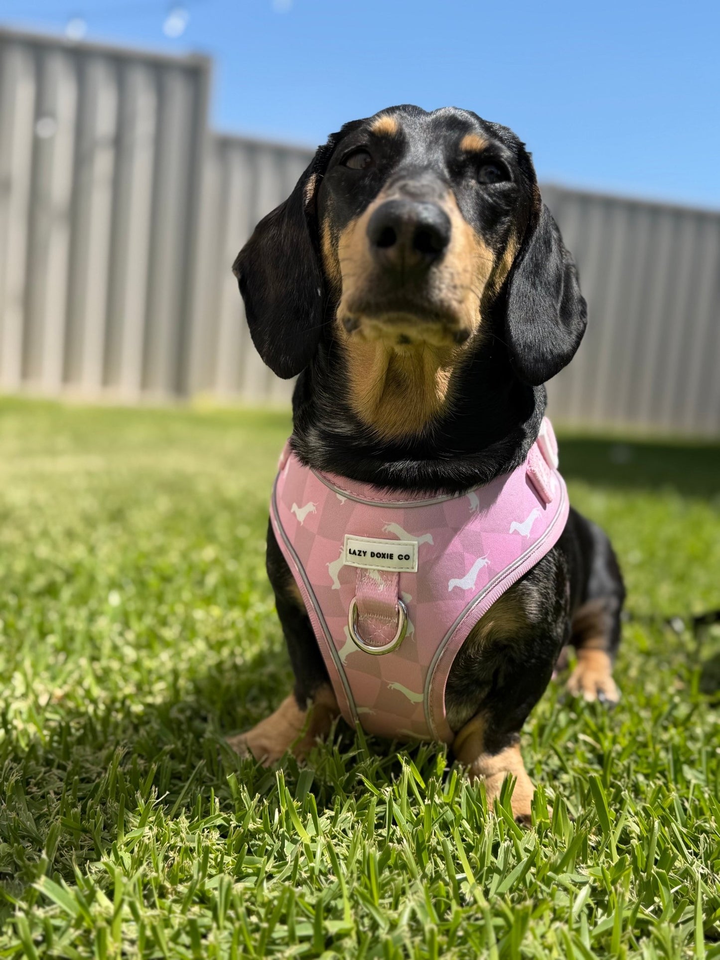 Dachshund Harness - Lazy Doxie Co