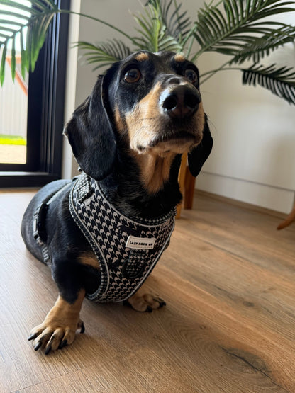 Dachshund Harness - Lazy Doxie Co