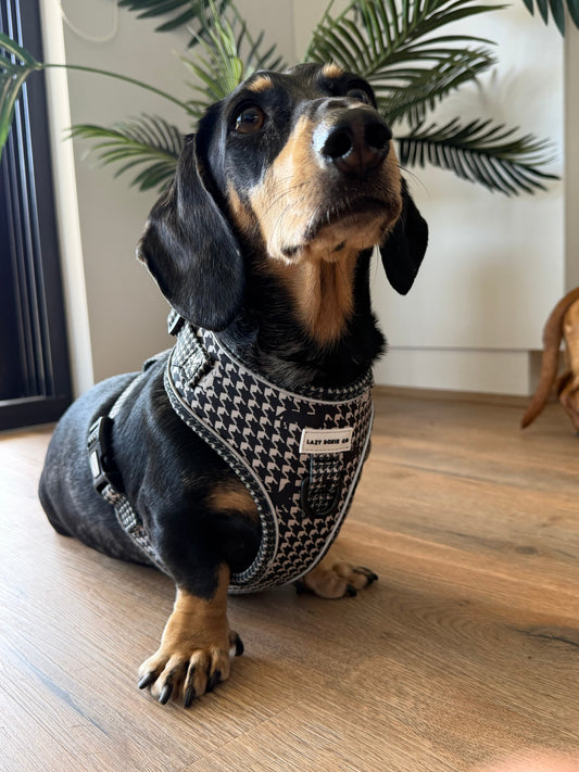 Dachshund Harness - 'Houndstooth Hound'
