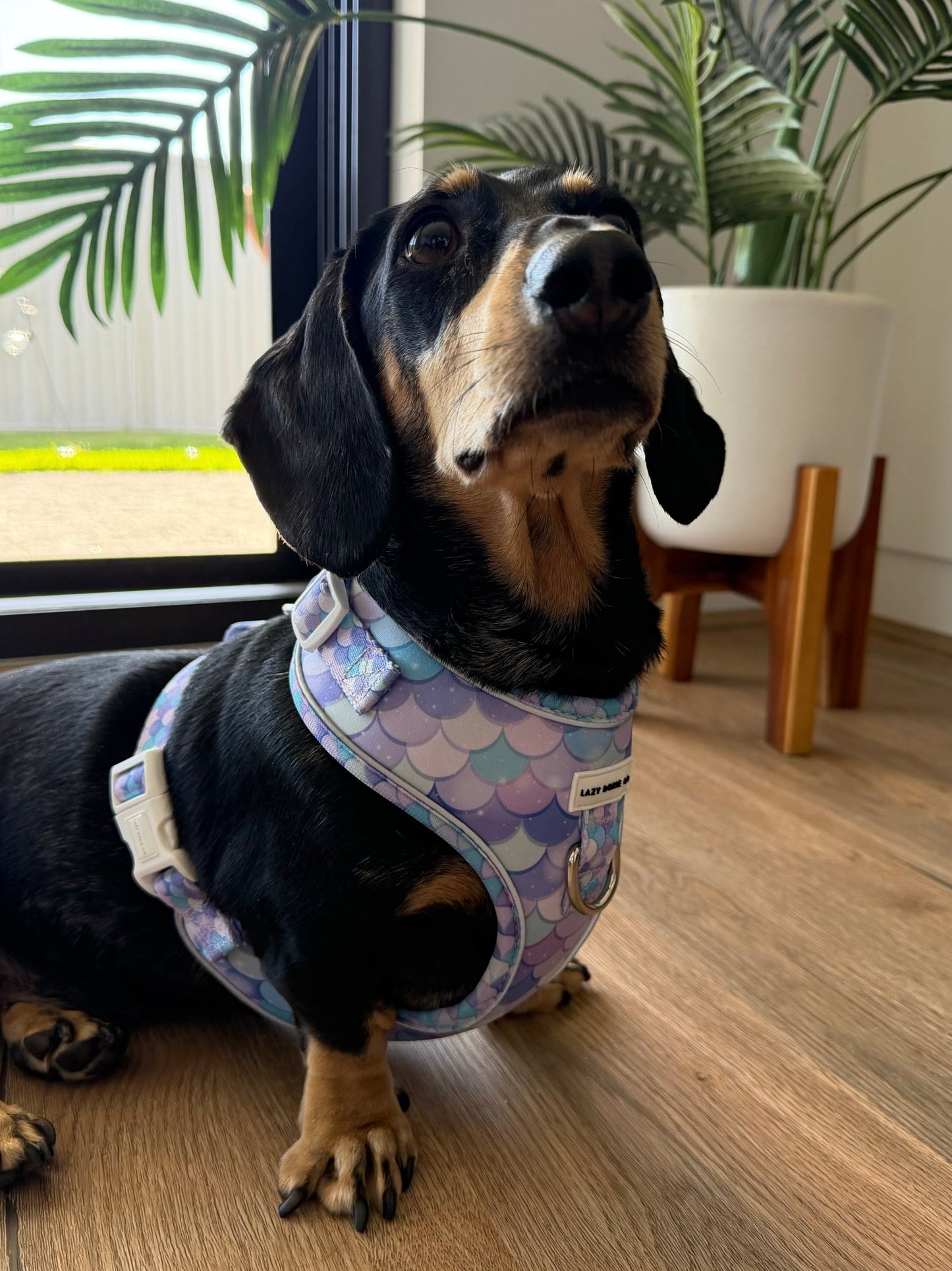 Dachshund Harness - Lazy Doxie Co