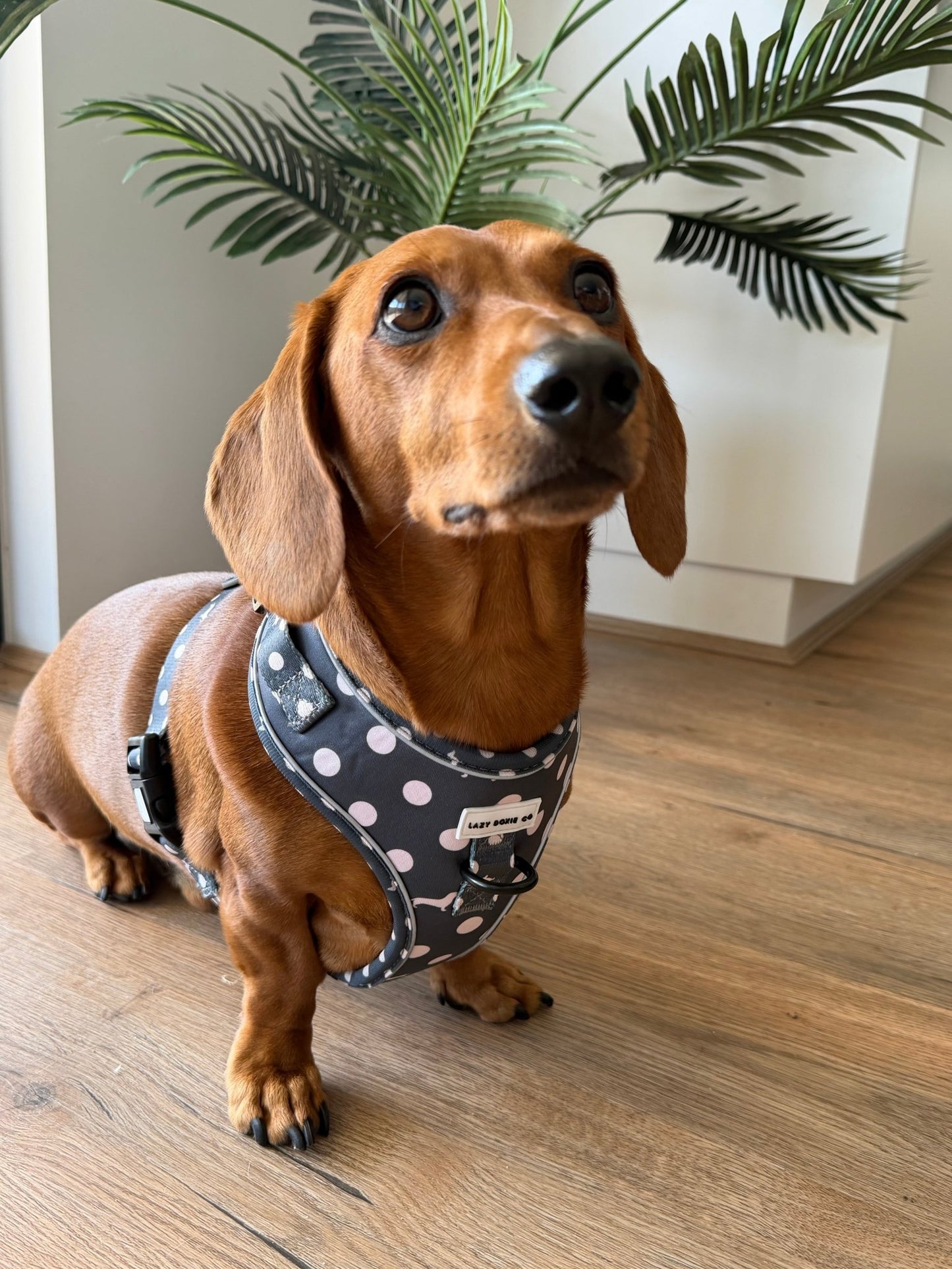 Dachshund Harness - Lazy Doxie Co