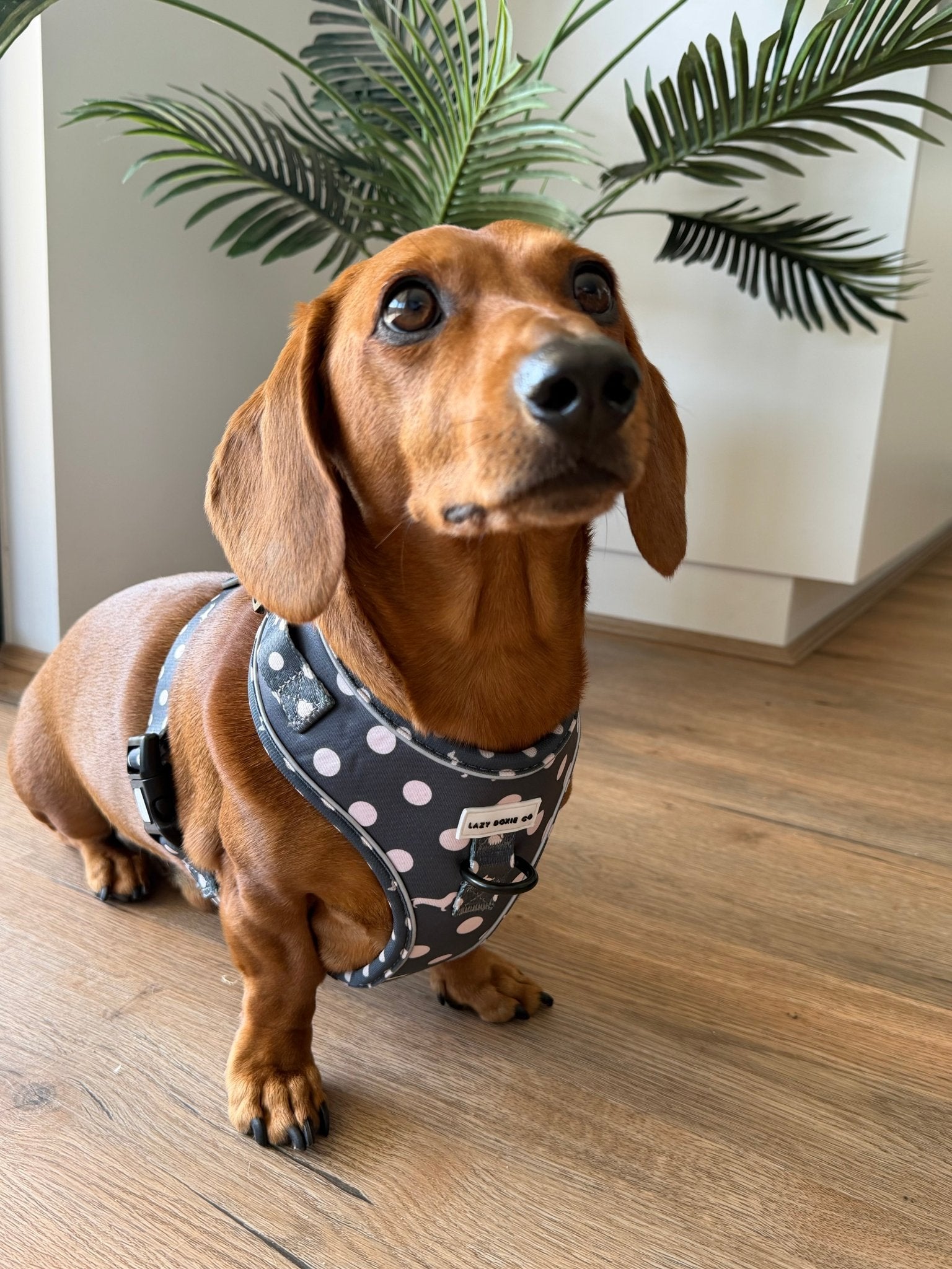 Dachshund Harness - Lazy Doxie Co