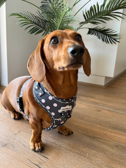 Dachshund Harness - Lazy Doxie Co