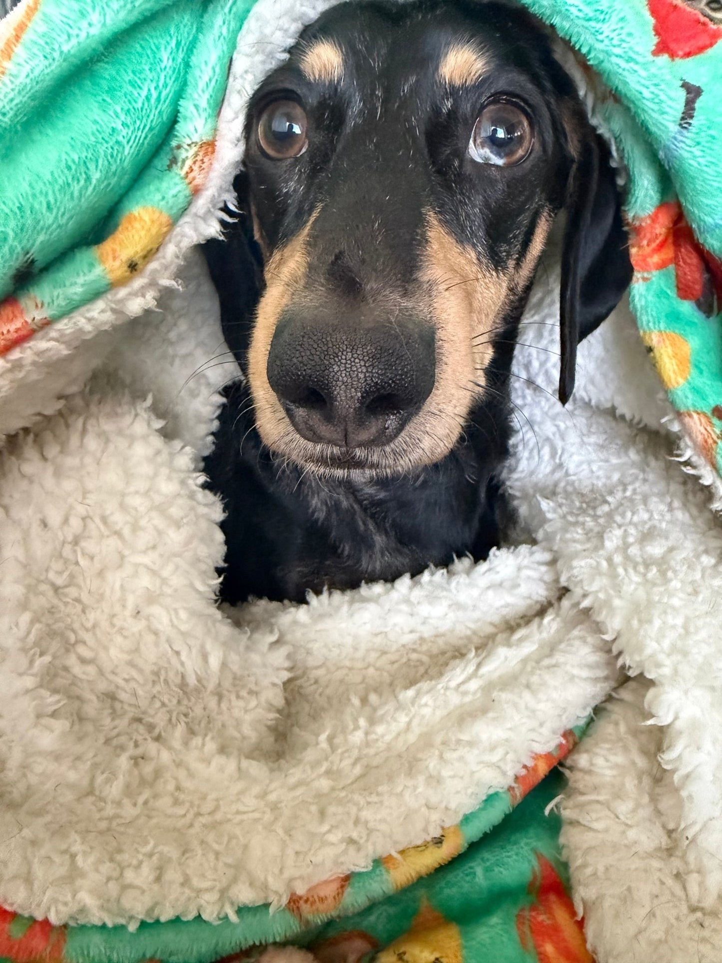Fleece Blankets - Lazy Doxie Co