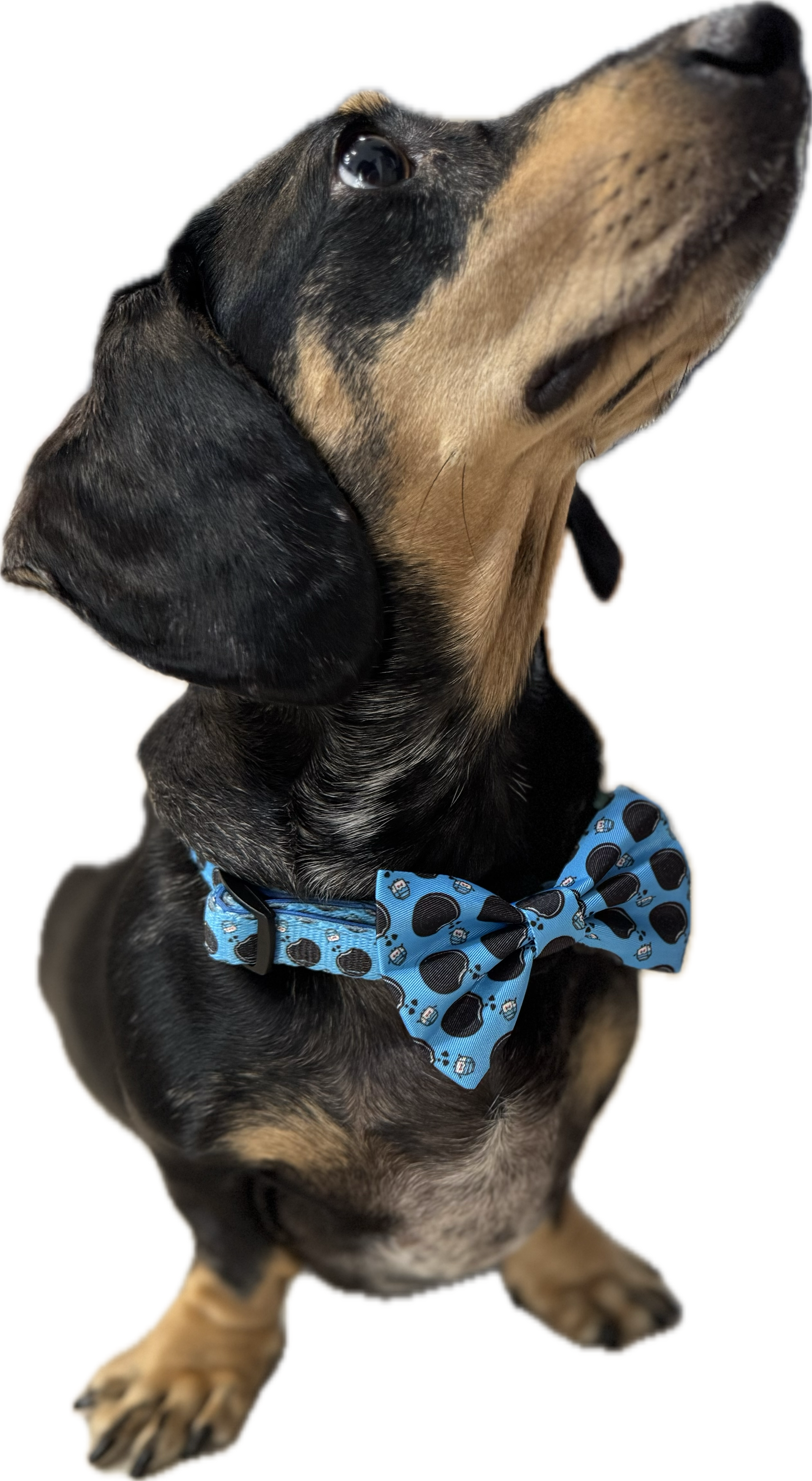 Collar - Doxie Dunk - Lazy Doxie Co
