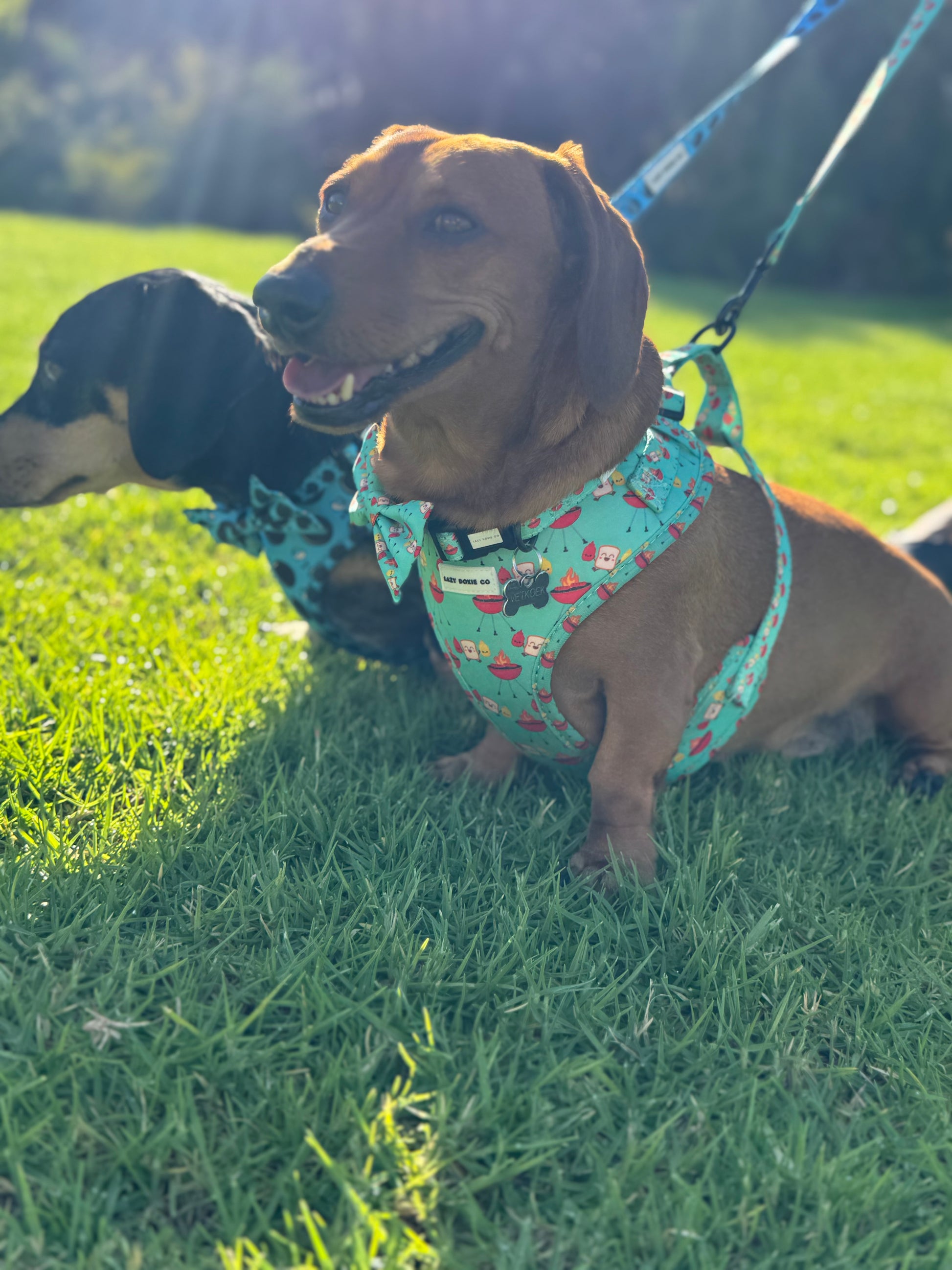 Daily Doxie Bundle - Saucy Snags - Lazy Doxie Co