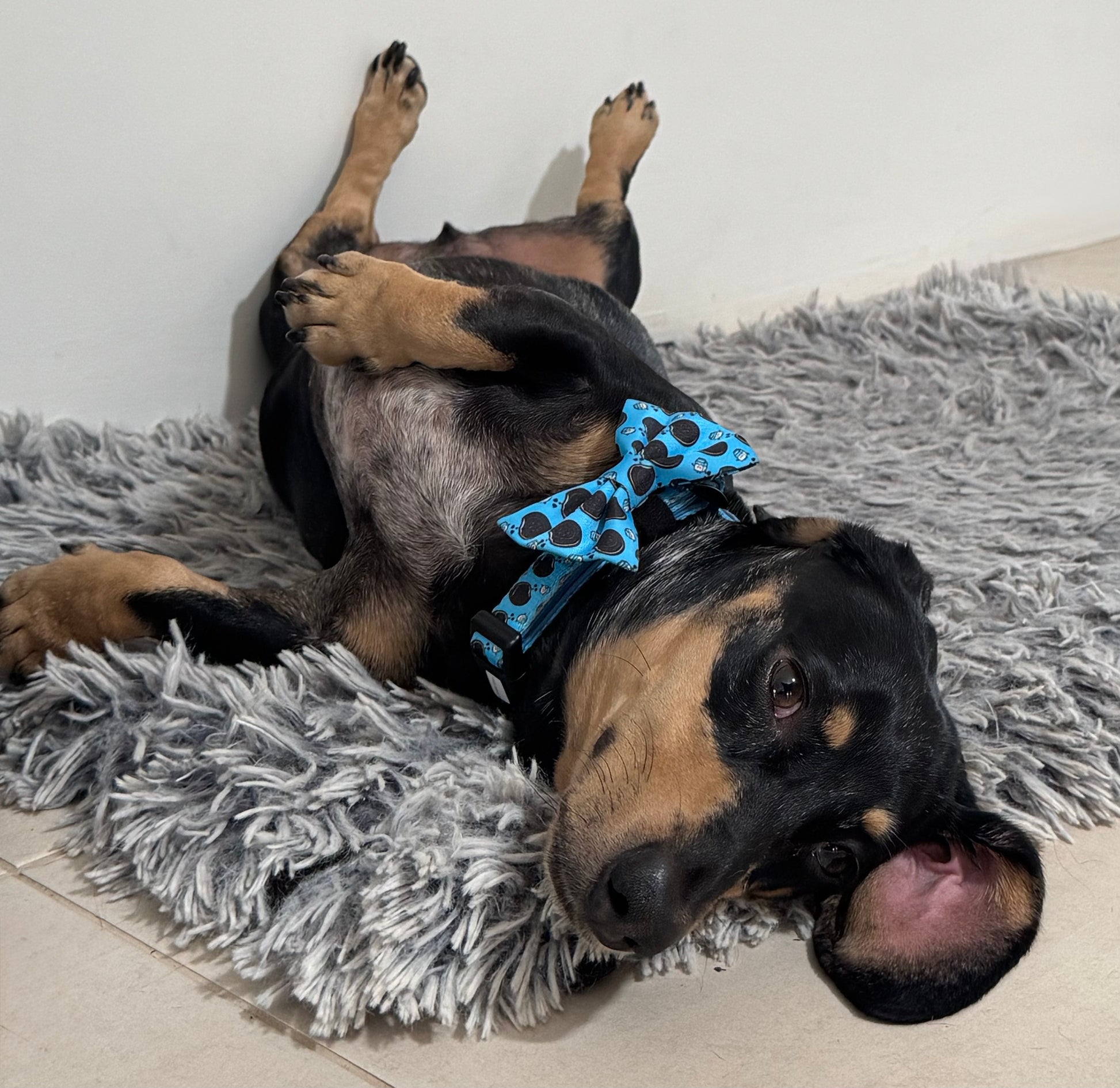 Daily Doxie Bundle - Doxie Dunk - Lazy Doxie Co