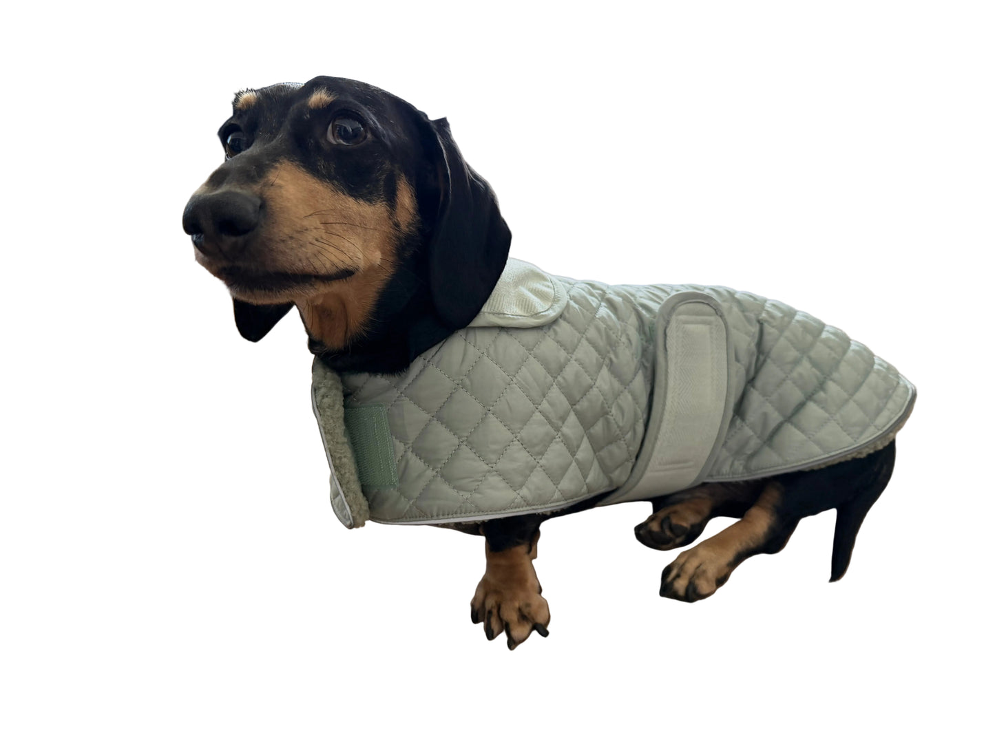 Dachshund Quilted Fleece Jackets