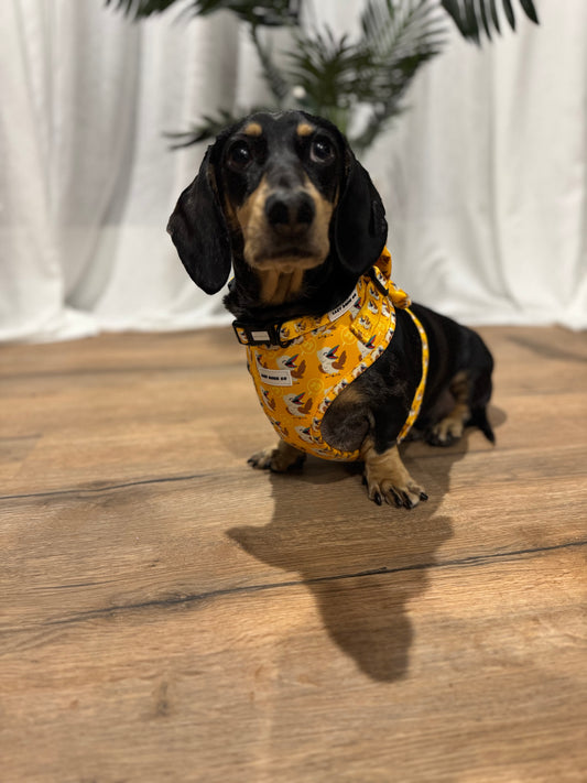 Harness - Snagaburra - Lazy Doxie Co