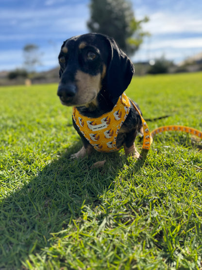 Snag + Go Bundle - Snagaburra - Lazy Doxie Co