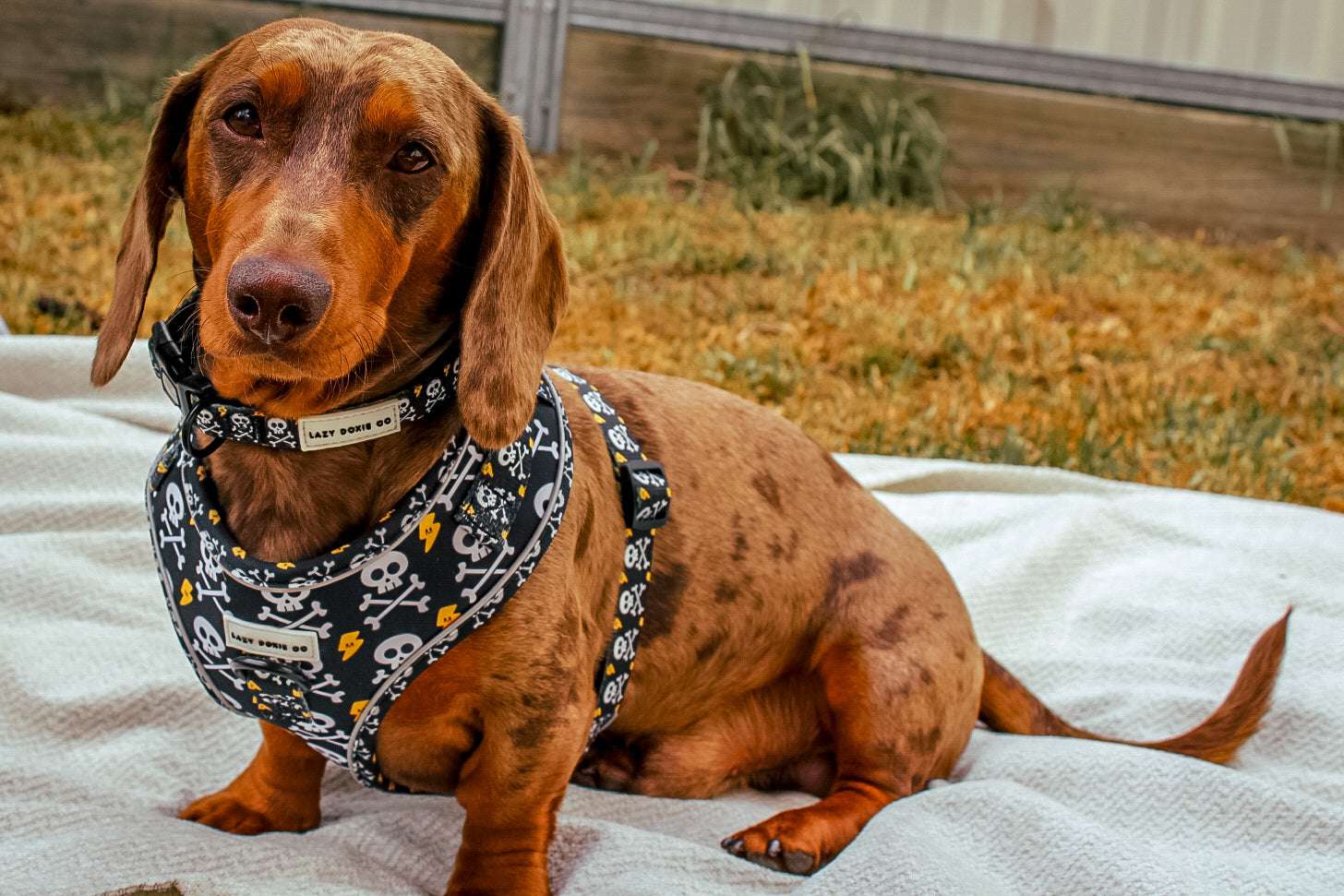 Dachshund Harness - Lazy Doxie Co