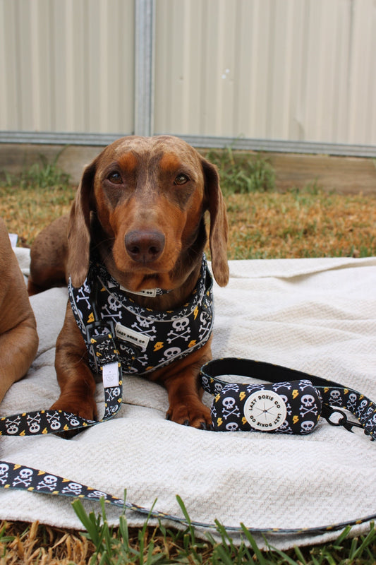 Snag + Go Bundle - 'Bad to the Bone'