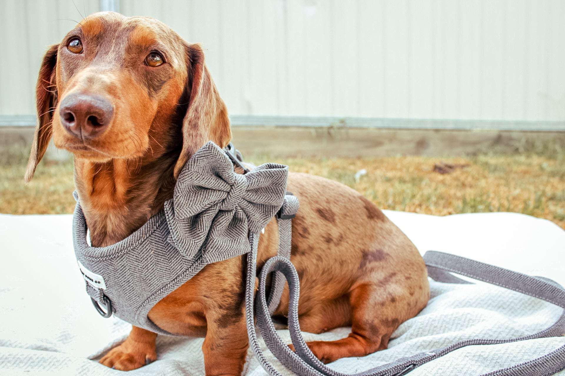 Dachshund Harness - Lazy Doxie Co