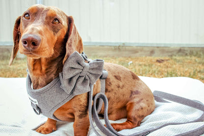 Dachshund Harness - Lazy Doxie Co