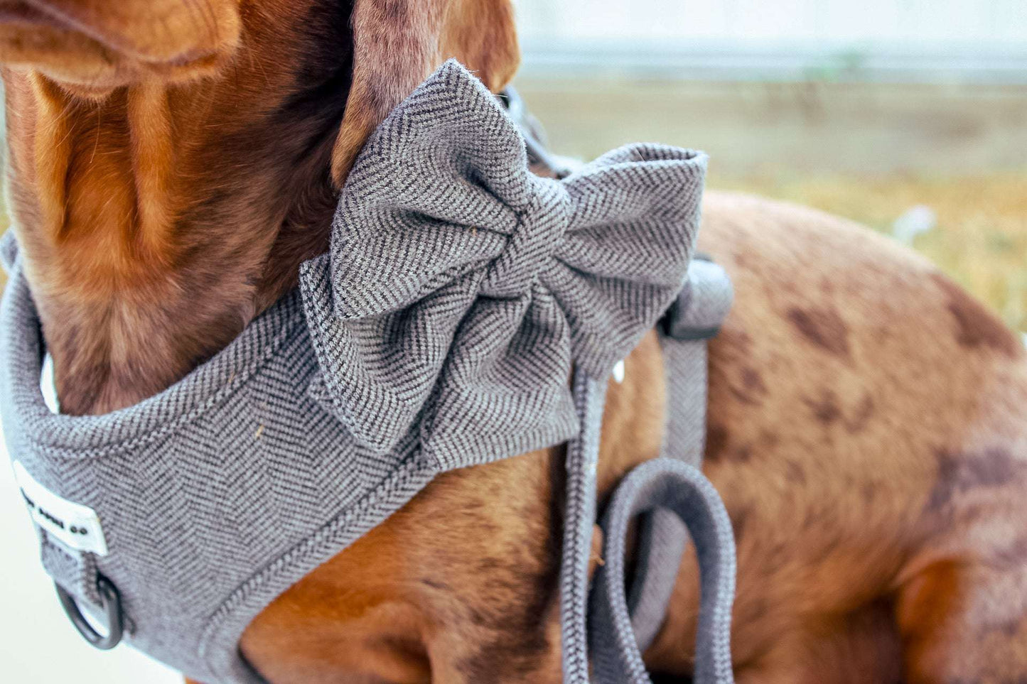 Dachshund Harness - Lazy Doxie Co
