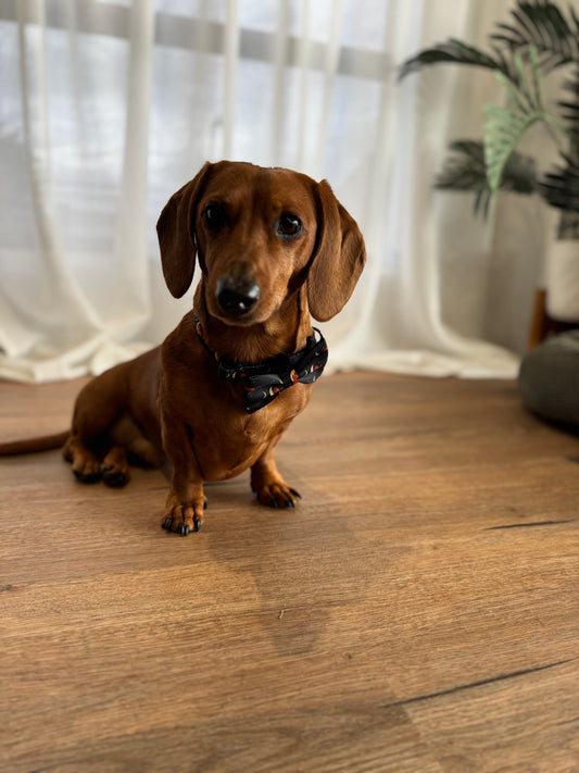 Bows - Dashtrology - Lazy Doxie Co