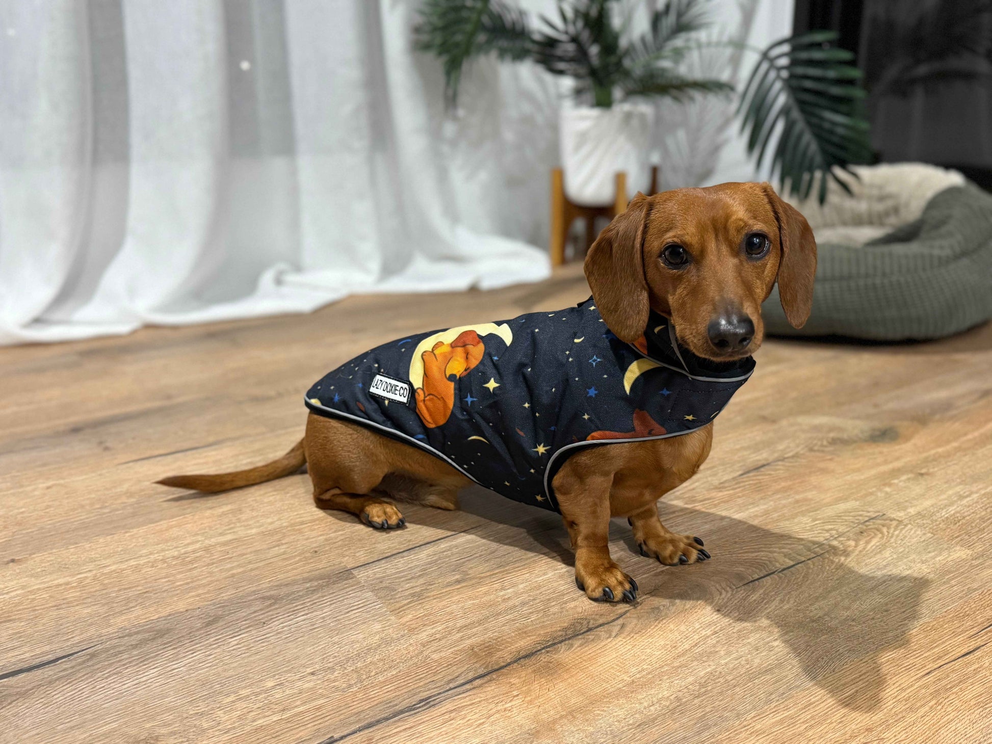 Waterproof Dachshund Jacket - Dashtrology