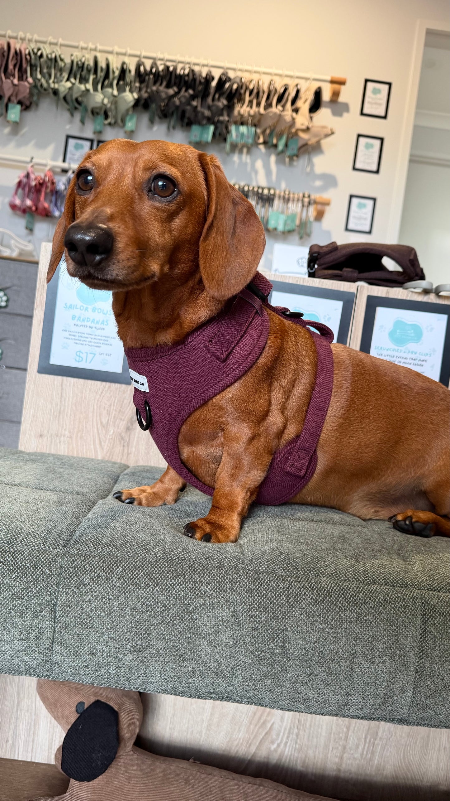 Over-Head Tweed Dachshund Harness