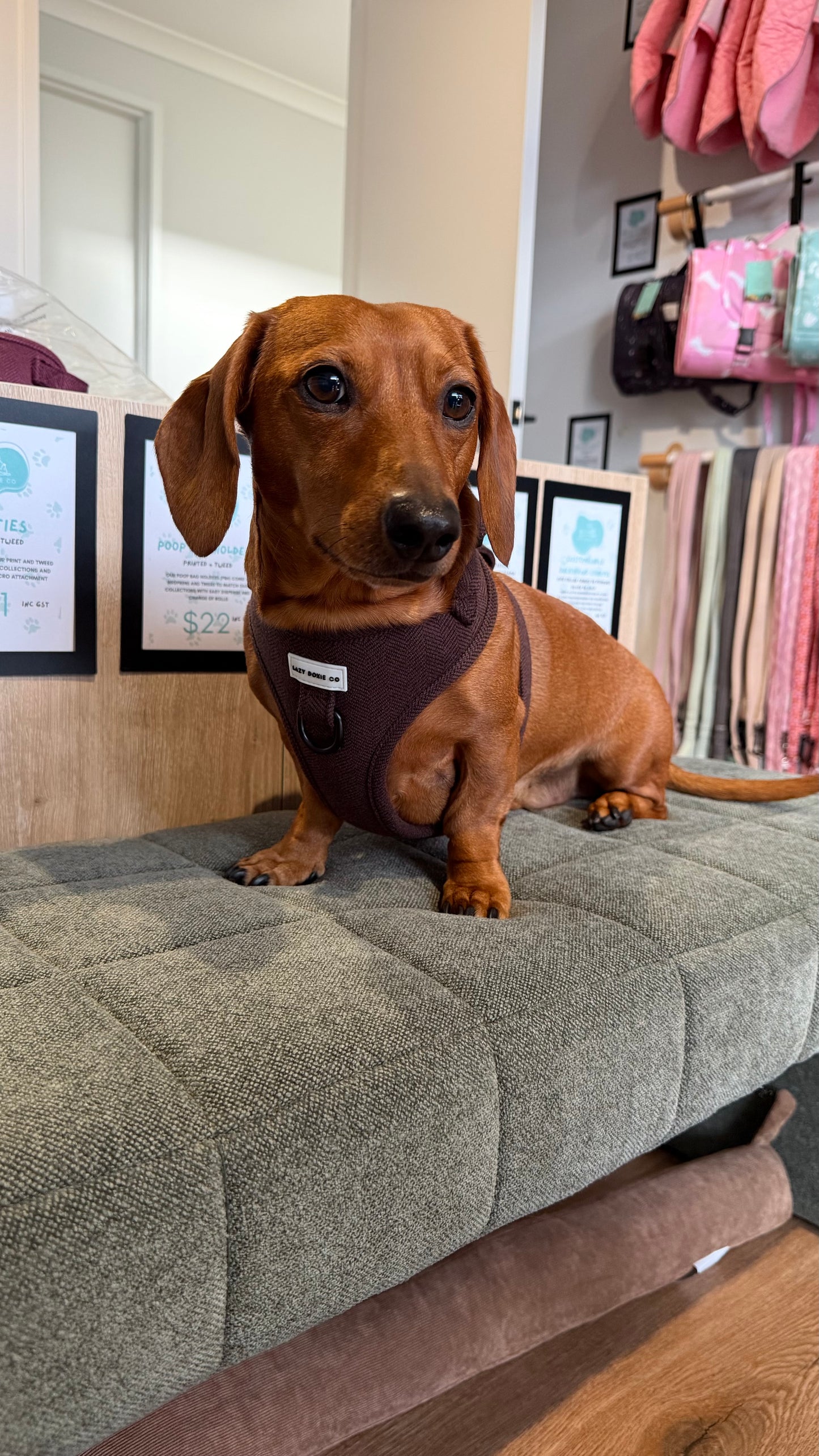 Over-Head Tweed Dachshund Harness