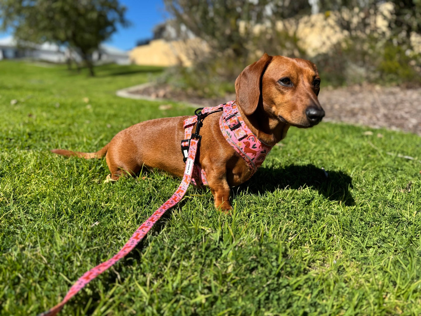 Dachshund Harness - Lazy Doxie Co