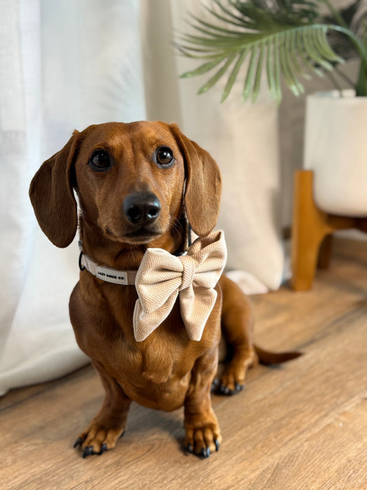 Collar - Bark de Le Taco