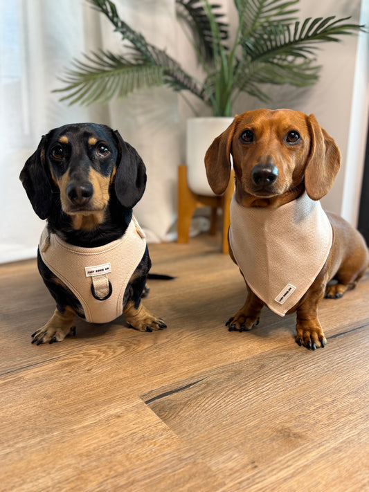 Daily Doxie Bundle - Bark de Le Taco