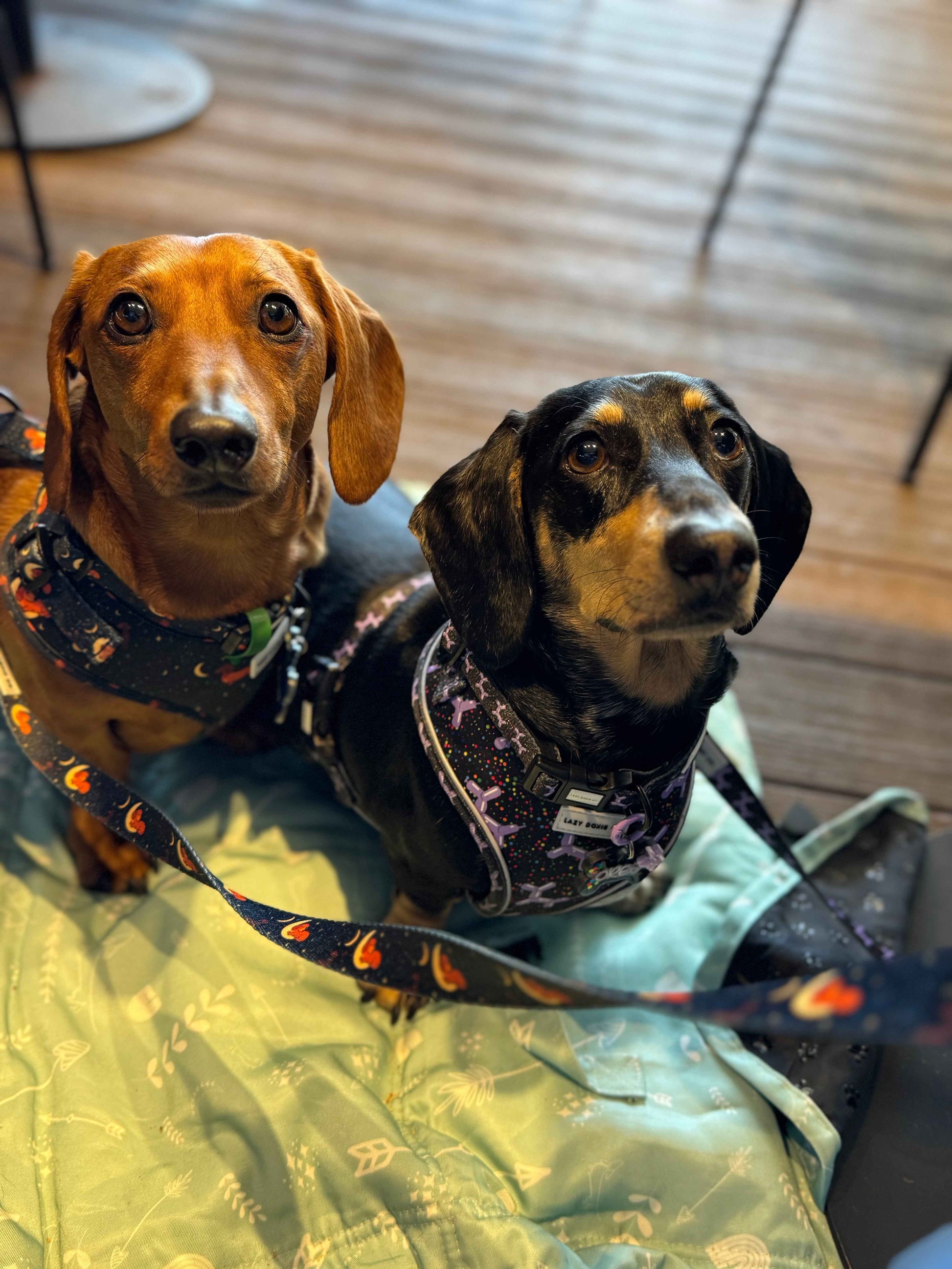 Travel Mat + Crossbody Strap - Pawprint Picnic