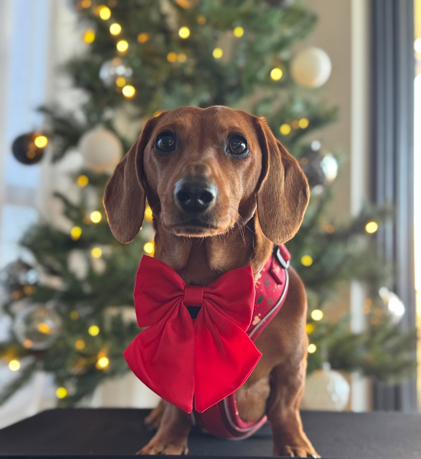 Santa's Little Gift Bundle